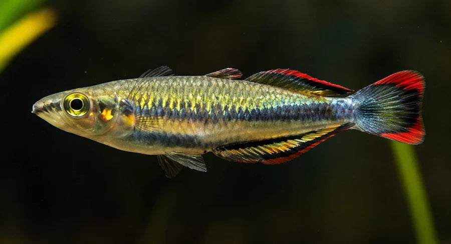 Madagascar Rainbow
