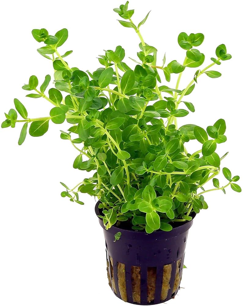 Rotala rotundifolia-green (6 stem cuttings)