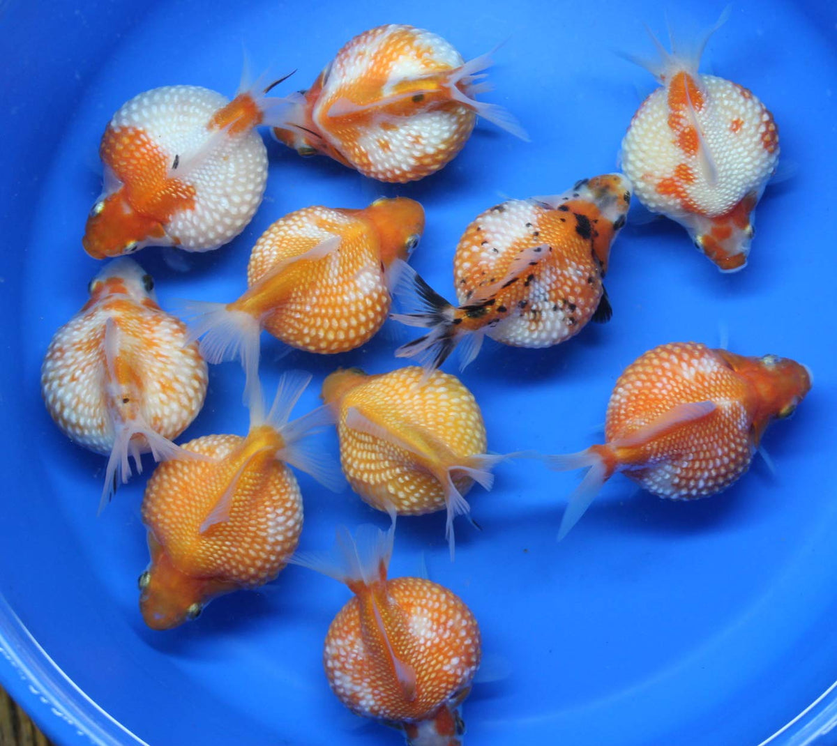 Pearl Scale Gold