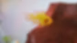 Gloden Balloon Remirezi Fish