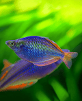 Dwarf Neon Rainbowfish