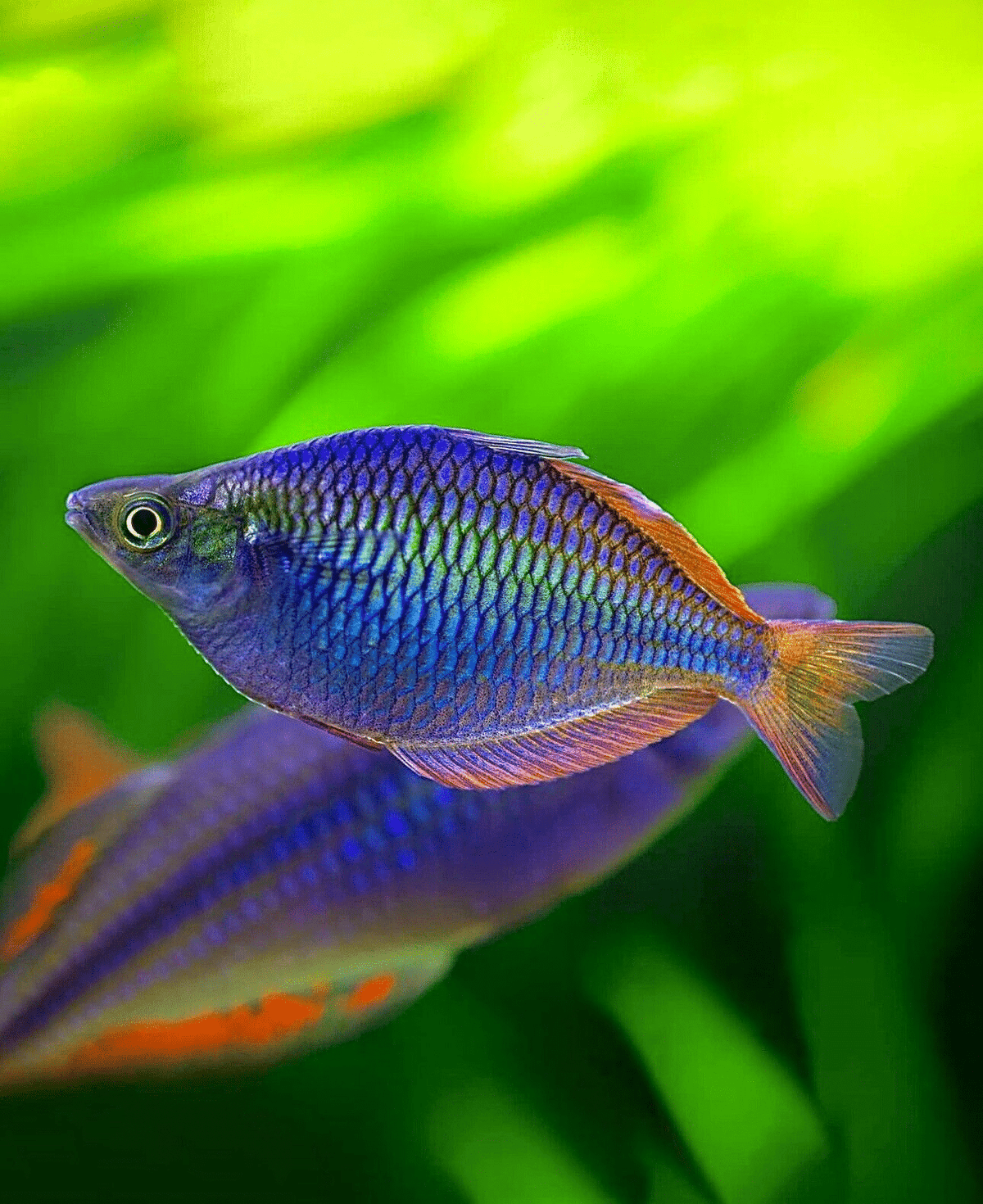 Dwarf Neon Rainbowfish