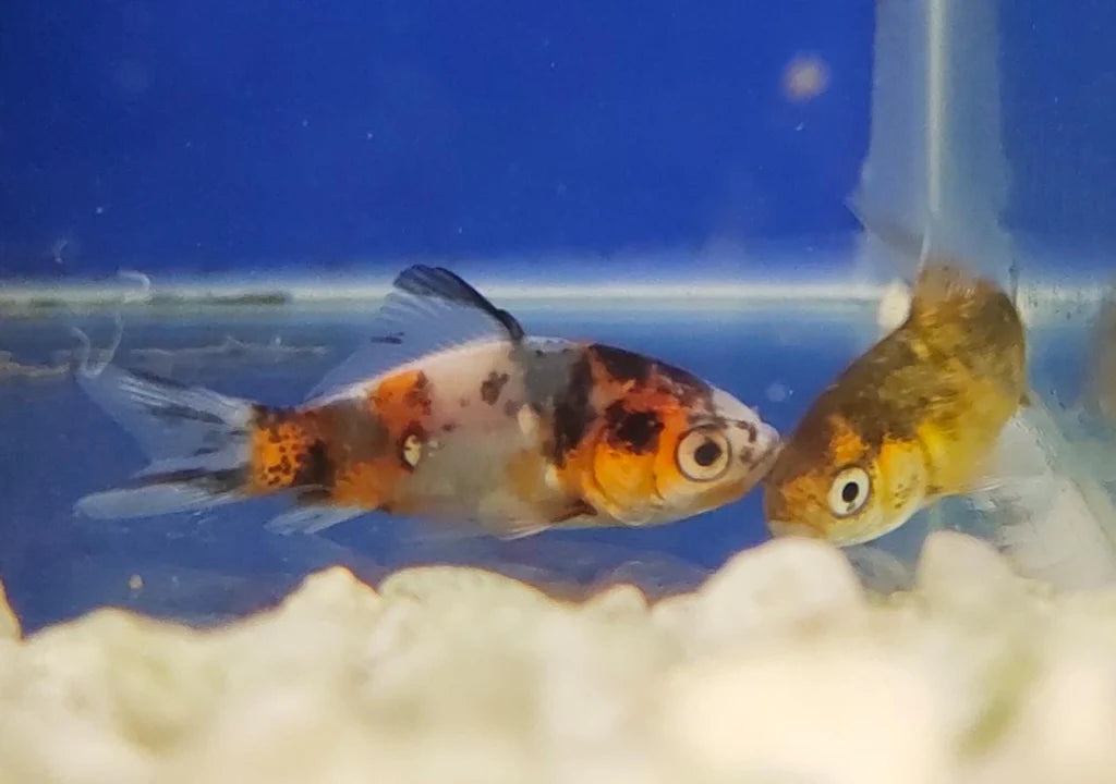 SK Gold Small