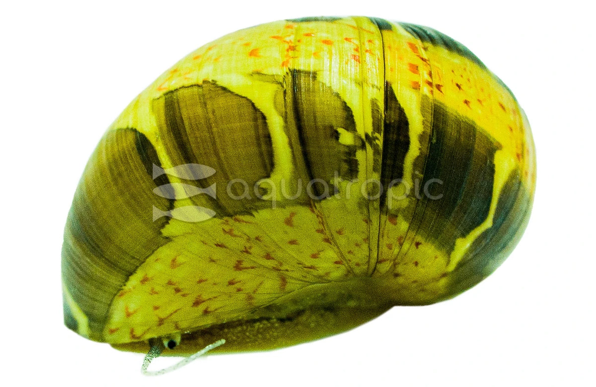Striped Pumpkin Nerite Snail