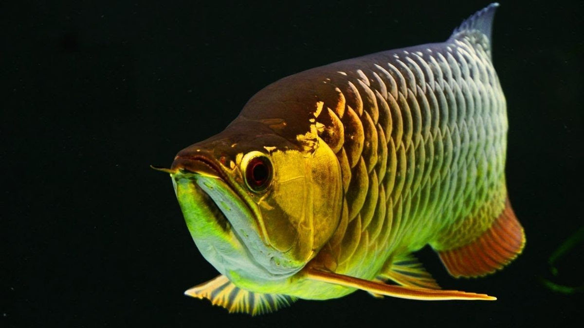 High Back Arowana