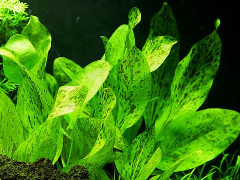 Echinodorus ozelot