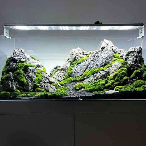 Aquarium with mountain landscape