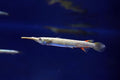 Half Beak Tetra