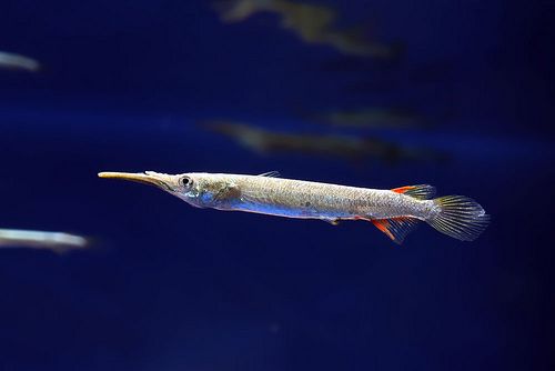 Half Beak Tetra