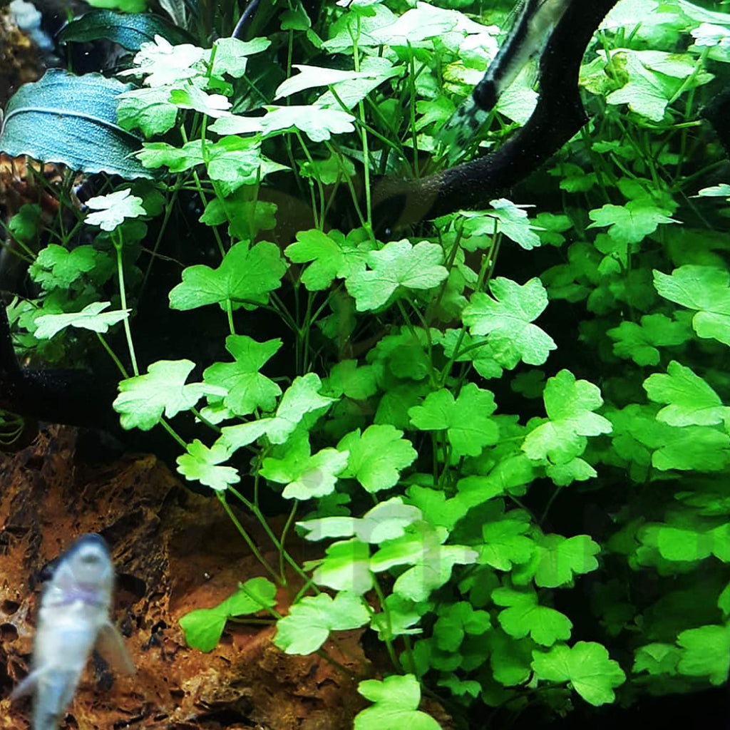 Hydrocotyle tripartita mini