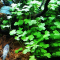 Hydrocotyle tripartita mini