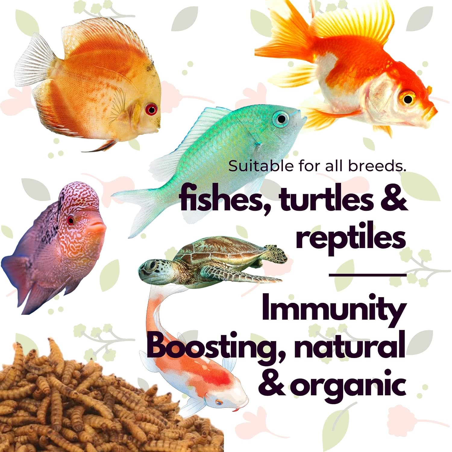KEETUP Dried Black Soldier Fly Larvae Treat Fish Food (100 Gram) For Arowana Oscar, Flowerhorn & Other Carnivorous Fishes Omega 3 & 6, 50X More...