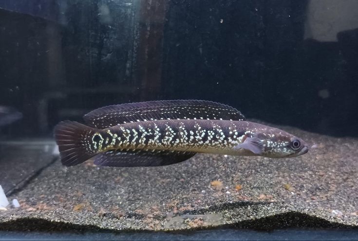 White spotted asiatica channa