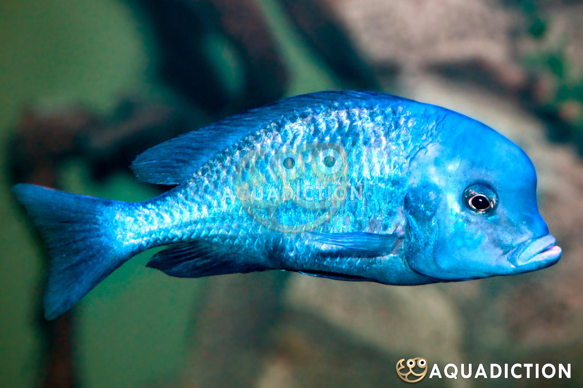 Blue Dolphin