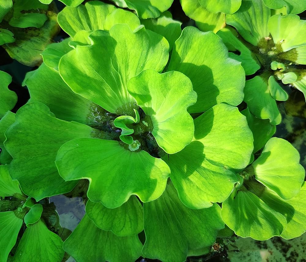 Pistia stratiotes /water cabbage/ water lettuce (1 plant)