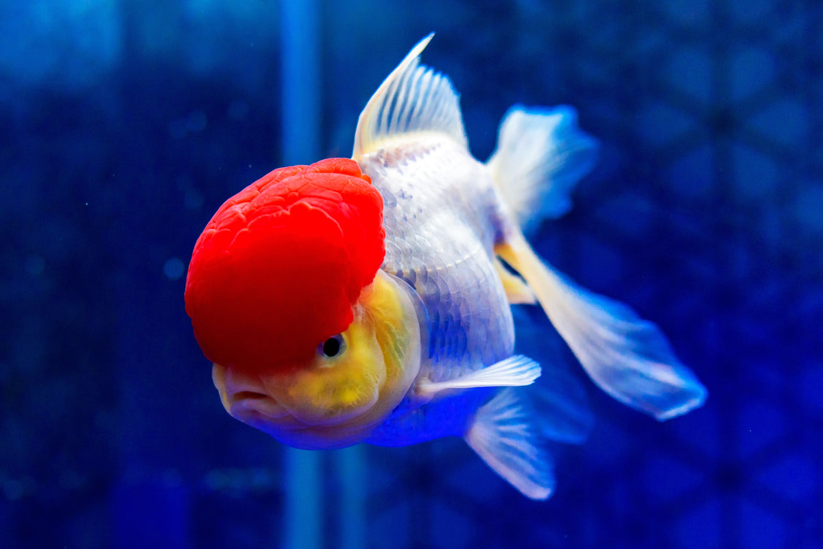Red Cap Oranda Goldfish