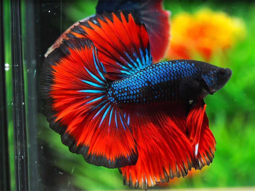 Halfmoon Betta