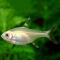 Albino prestila