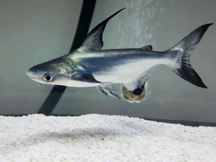 Parron shark