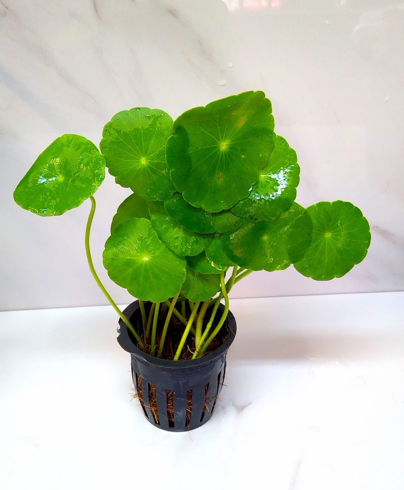 Hydrocotyle verticillata