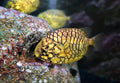 Pineapplefish