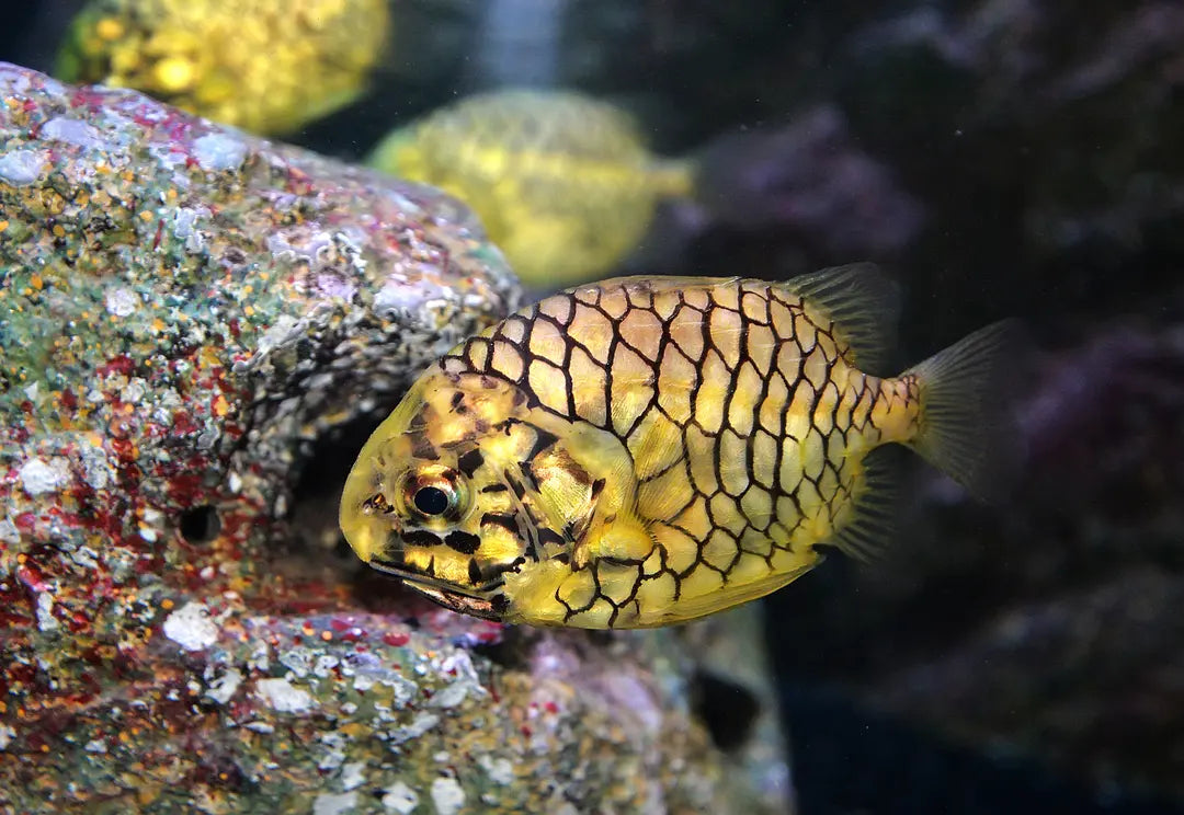 Pineapplefish