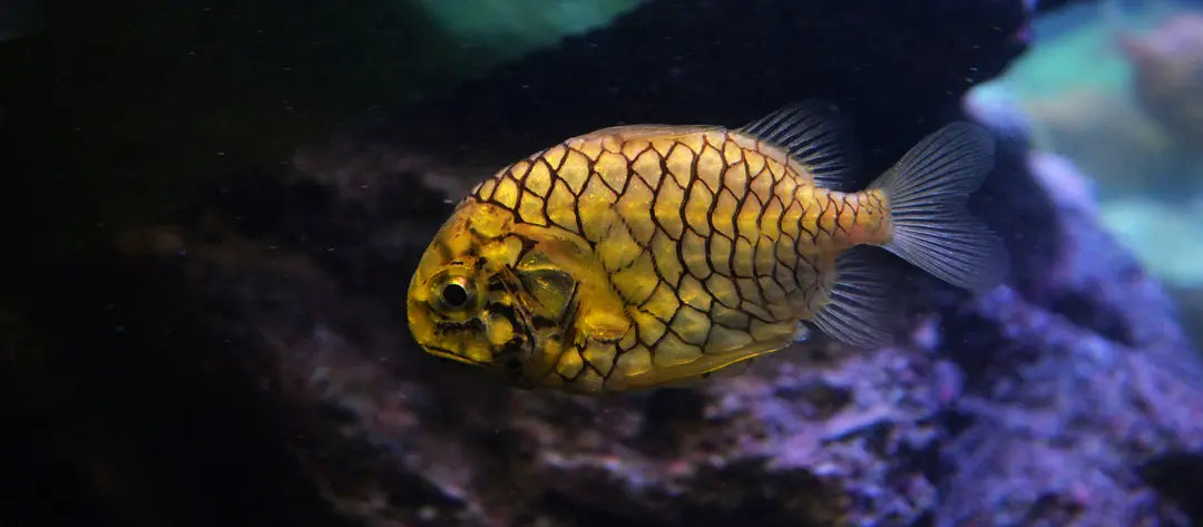 Pineapplefish