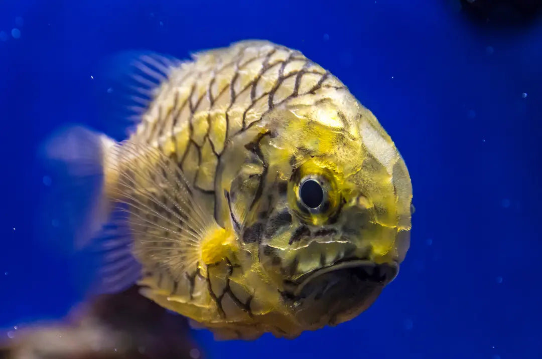 Pineapplefish