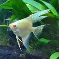 Albino Red Eye Angel