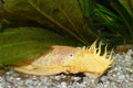 Albino Bristlenose Pleco