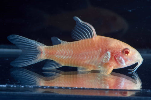 Albino cory
