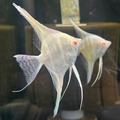 Albino Altum angel