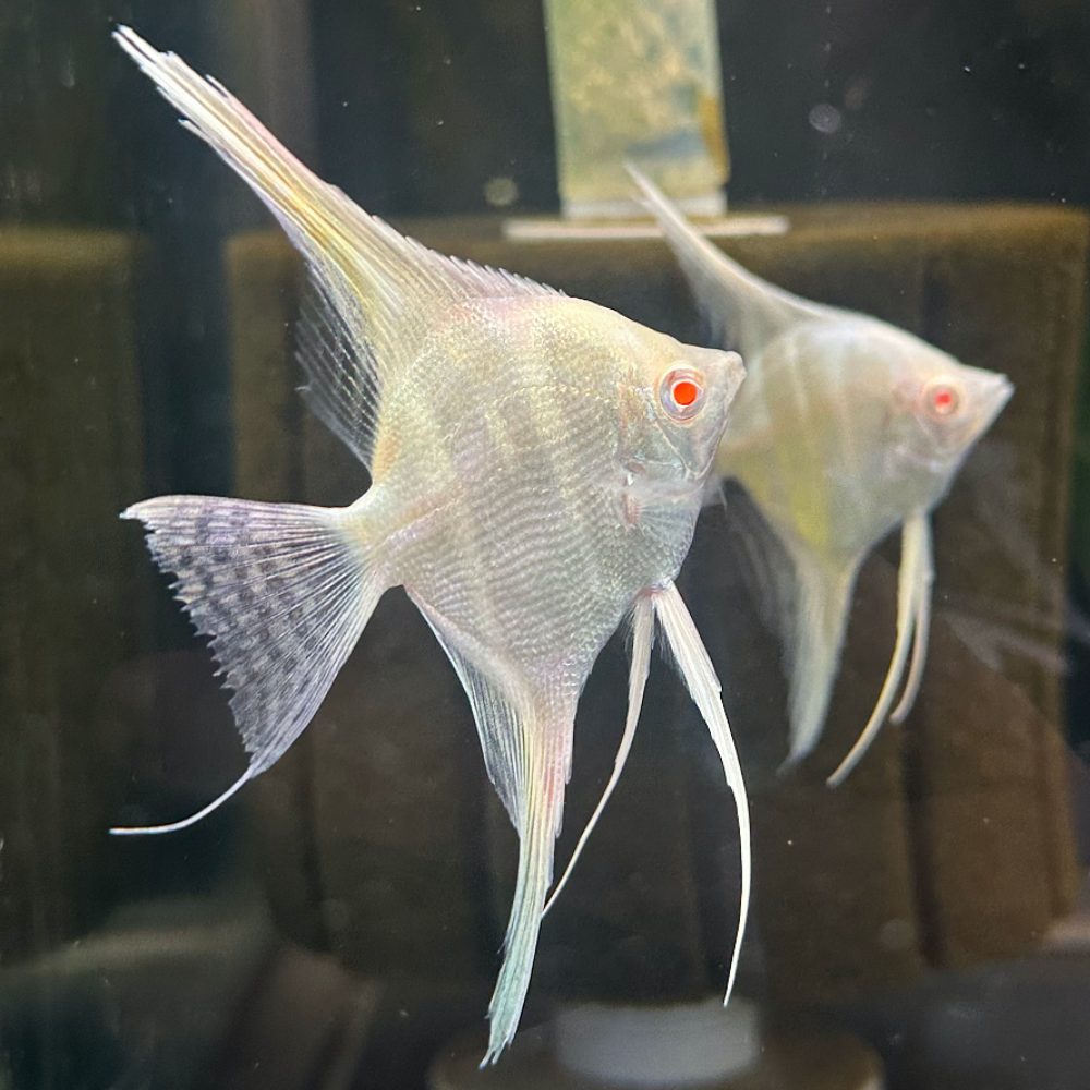 Albino Altum angel