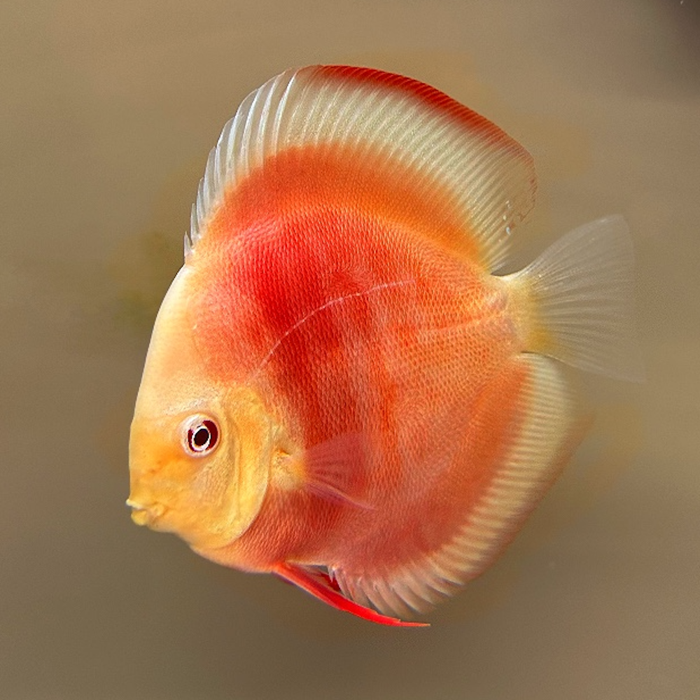 Red melon Discus