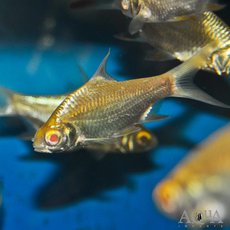 Albino Tinfoil Barb