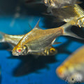 Albino Tinfoil Barb