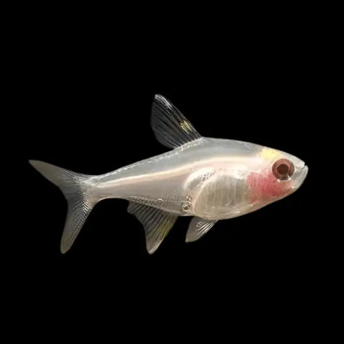 Albino X RAY Pristella
