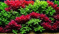 Alternanthera reineckii 'Lilacina' Red