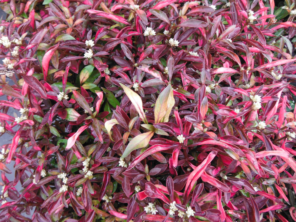 Alternanthera ficoidea