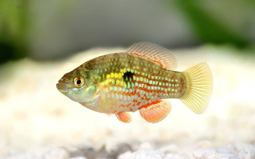 American Flagfish - Care Guide for Algae Eater