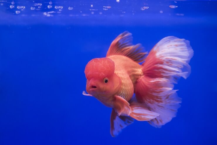 Oranda large fish