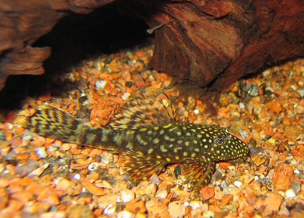Bristlenose Pleco Semi Adult Pair