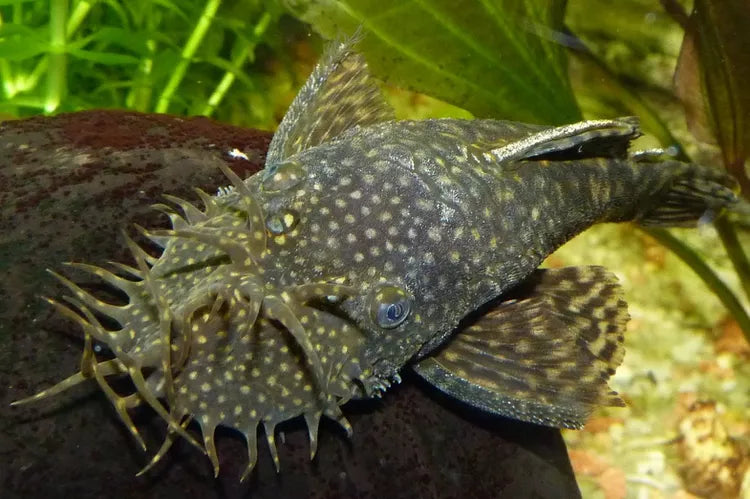 Bristlenose