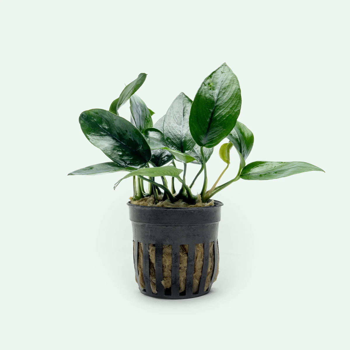 Anubias Nana (Single Plant Pot)