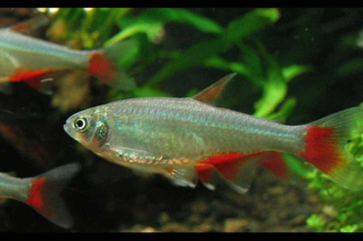 Blood fin tetra