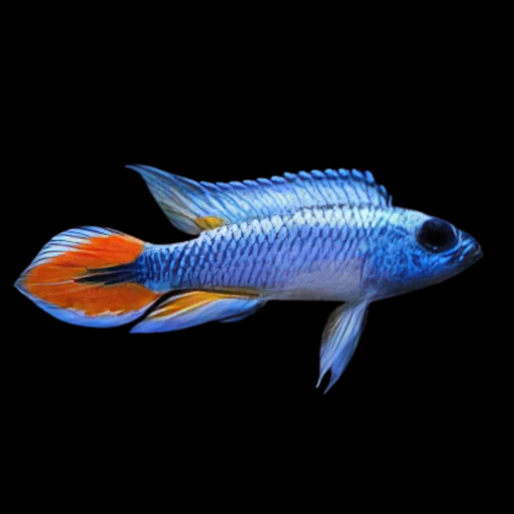 Apistogramma Agazzizi Blue Flame Pair (IMPORT F1)