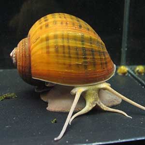Jumbo apple snail