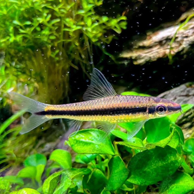 Siamese Algae Eater
