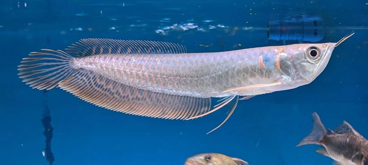 Sliver arowana