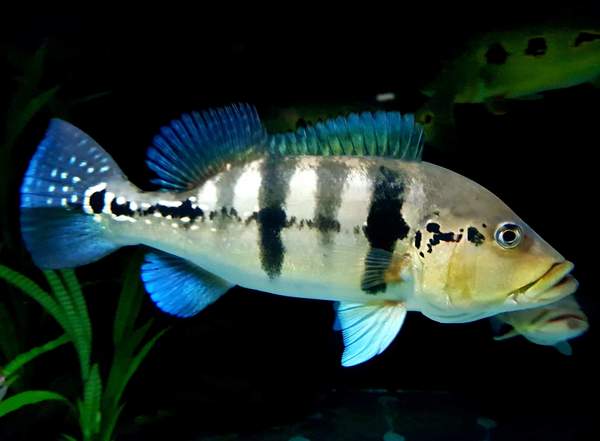Peacock bass Azul